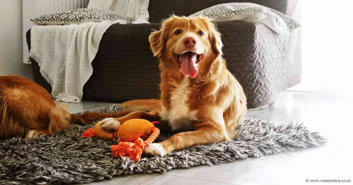 Early warning signs of strokes in dogs to look for as vet says it's 'pretty common'