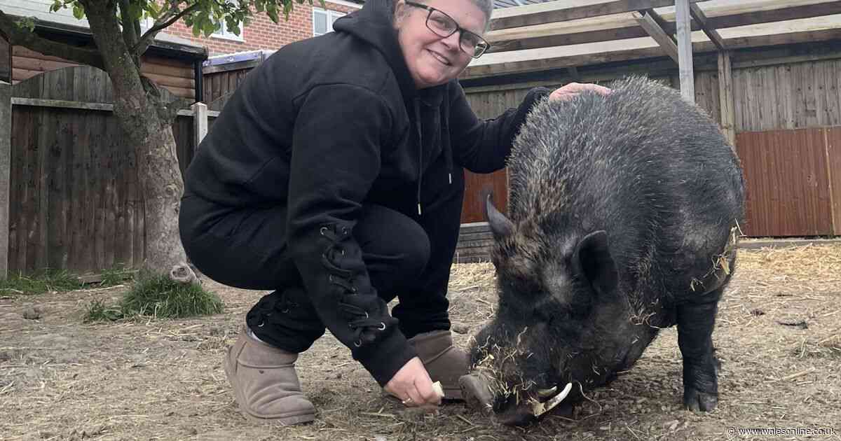 Neighbours in bitter row over 'loud and smelly' pet pig - but owner slams complaint as hogwash