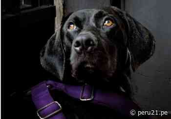 Perrito es cuidado en una cafetería mientras busca un hogar: NO LO DEJES SOLO