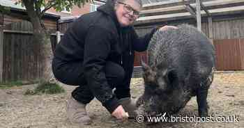 Neighbours in bitter row over 'loud and smelly' pet pig - but owner slams complaint as hogwash