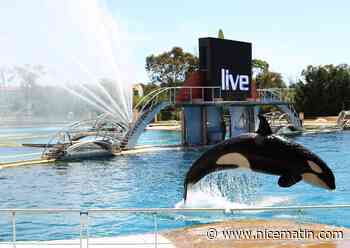 Le ton monte autour des orques de Marineland, toujours dans l'impasse