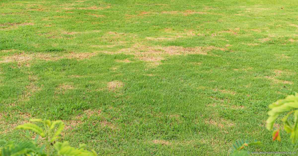 Expert shares simple garden advice for grass that's looking brown and patchy