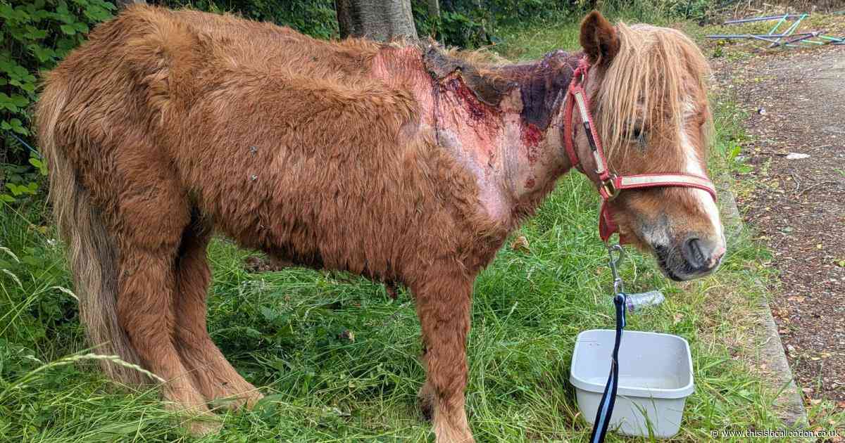 Abandoned pony left tied up with deep wounds infected with maggots in Sidcup