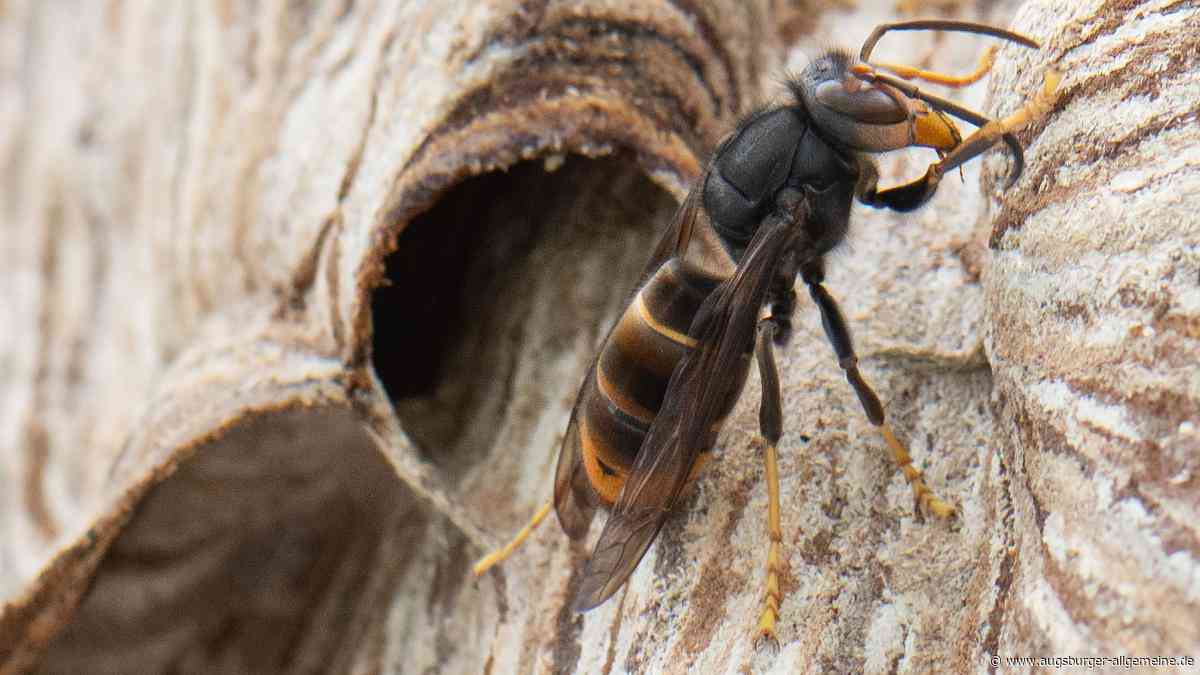 Harter Honig und hungrige Hornissen trüben die Aussichten für die Imker