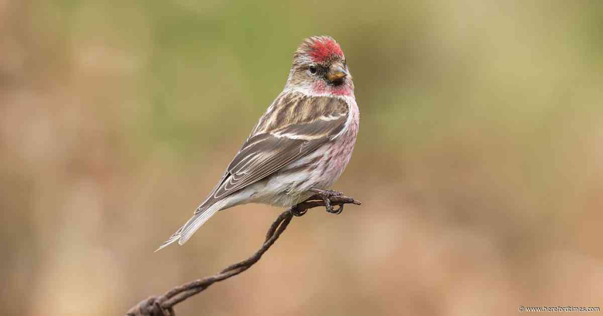 Rarely seen red-listed bird spotted at beauty spot