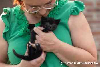 Kleine weeskitten heeft protheses of een rolstoel nodig: “Trusty verdient een toekomst”