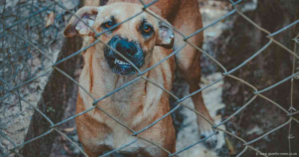 Some of the shocking dog attacks and incidents that have happened in north Essex