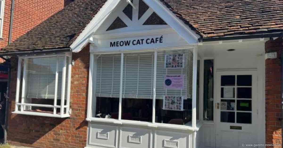 Colchester cat cafe had licence suspended amid 'animal welfare concerns'