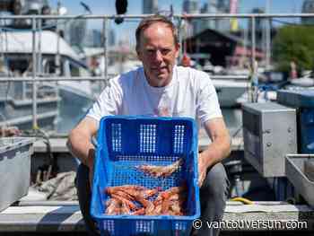 China tariffs bite into B.C. spot prawn season, but foodies queue for kiss of the sea