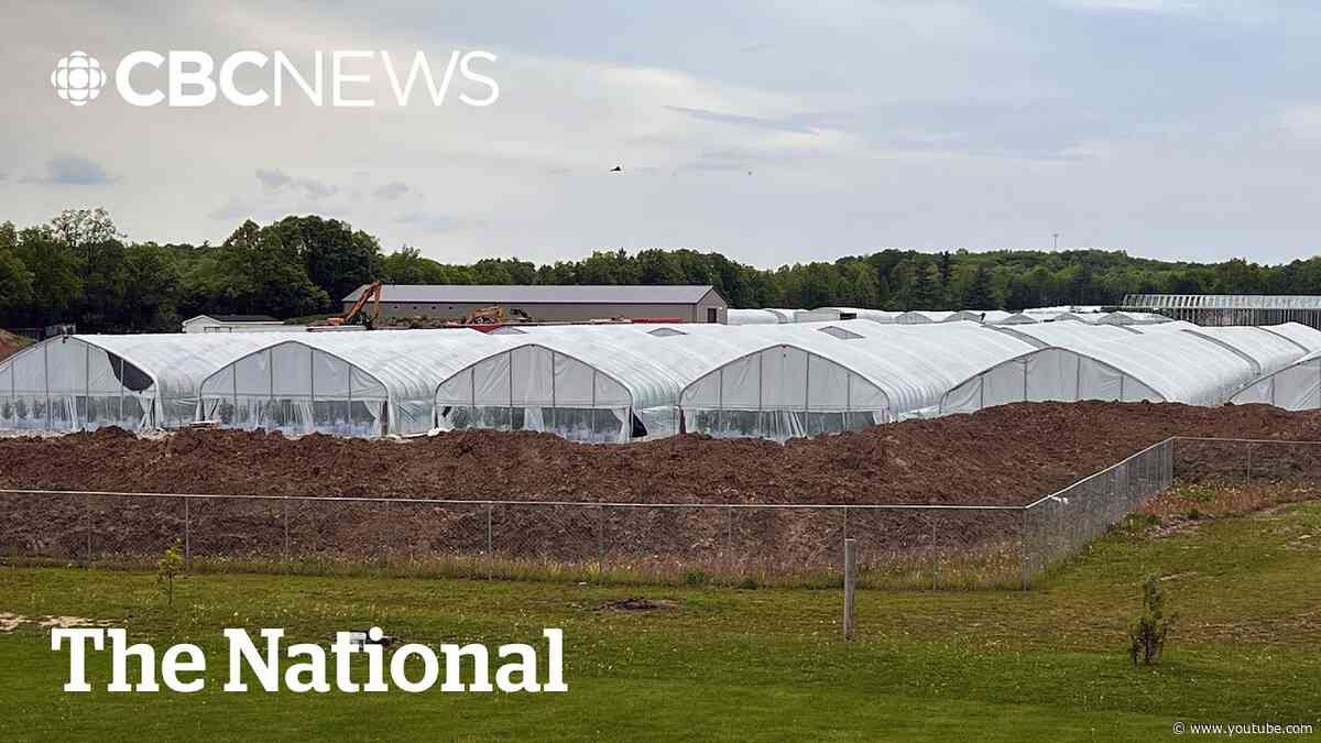 Neighbours fight to get rid of massive marijuana grow-op