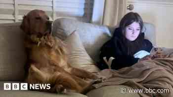 Dirty clothes used in urgent search for teen's missing support dog