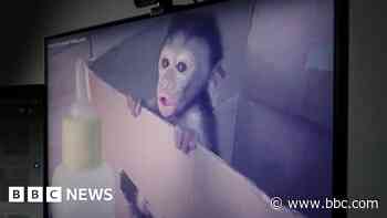 Woman jailed for sharing baby monkey torture videos