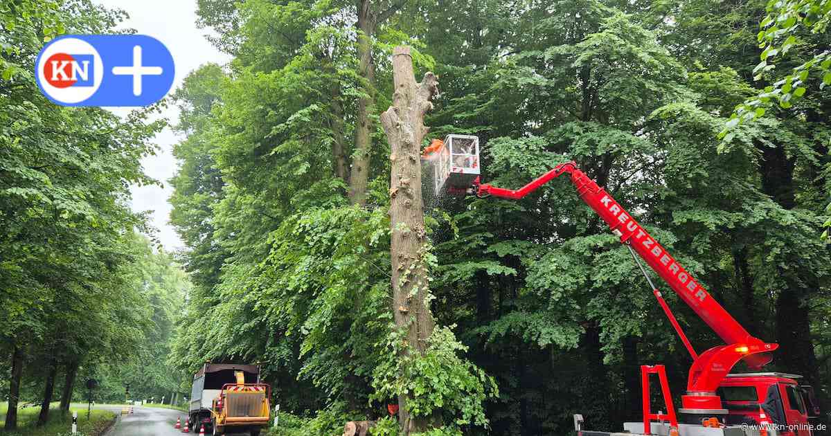Altenholz: Baumpflege in Knooper Allee bringt Herausforderungen mit sich