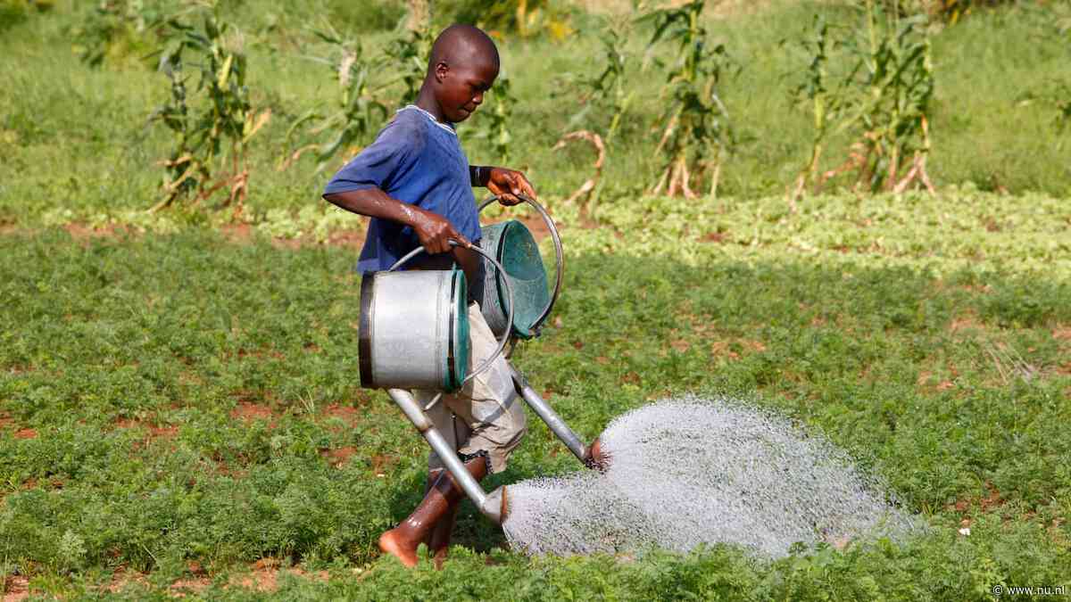 Kinderarbeid wereldwijd weer afgenomen, doel voor uitbanning niet in zicht