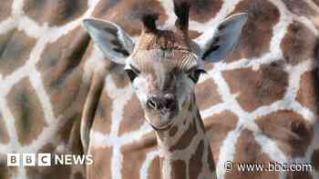 Belfast Zoo closed for a second day after E.coli outbreak