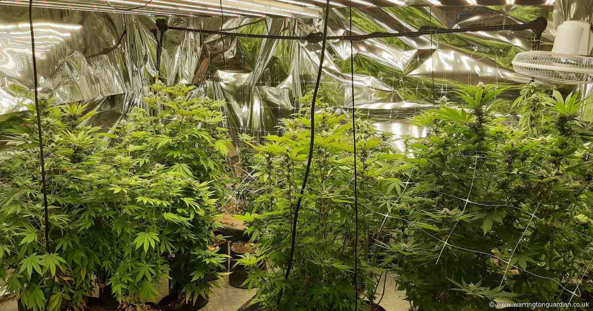Cannabis farmer set up second drug grow after being caught red-handed by police