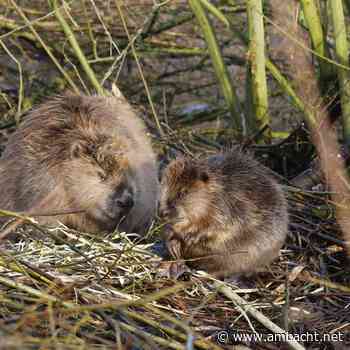 Bever, thuis in de Delta