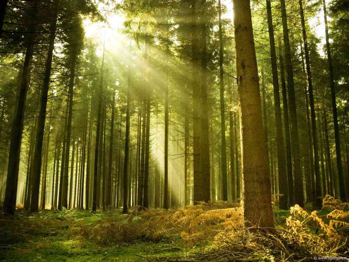 Il legno italiano fra biodiversità, sostenibilità e innovazione nell'edilizia