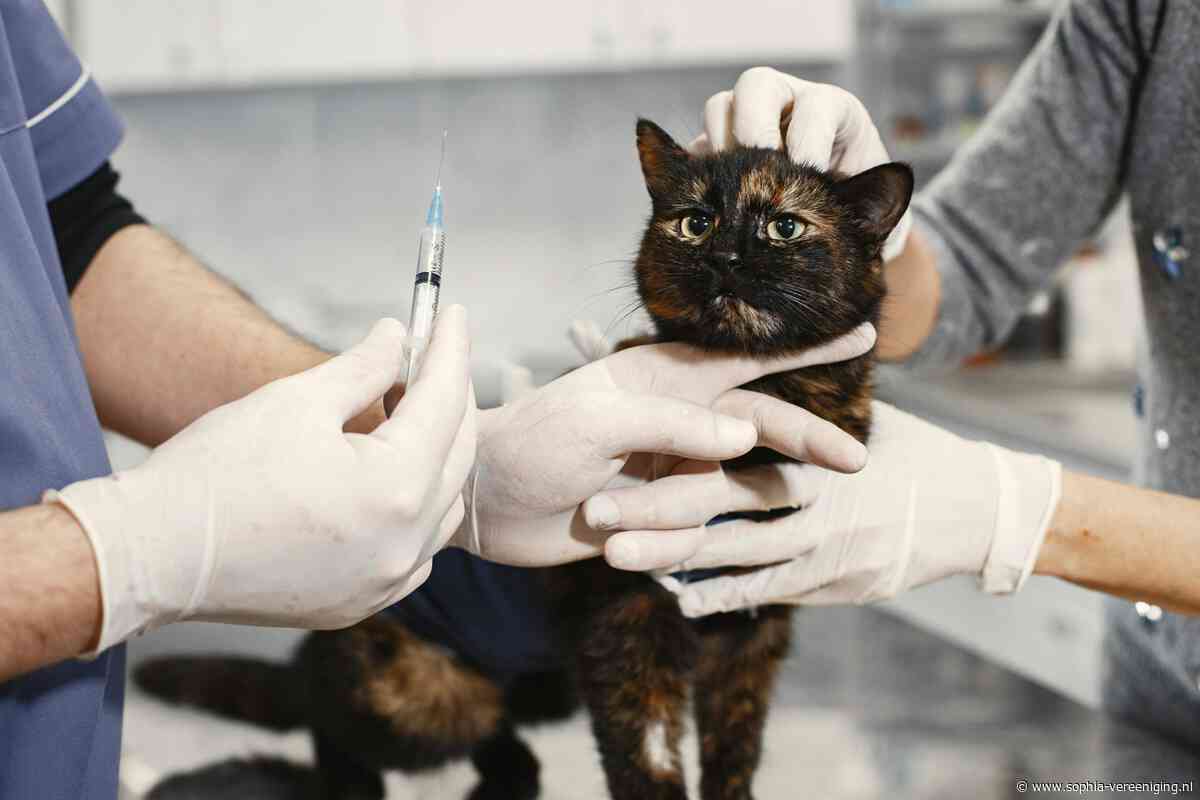 Wanneer wordt er eindelijk ingegrepen in de dierenartsensector?