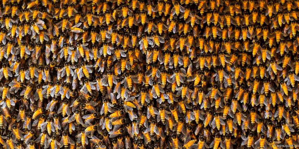 Boelbeesten: acht dieren die in megagroepen leven