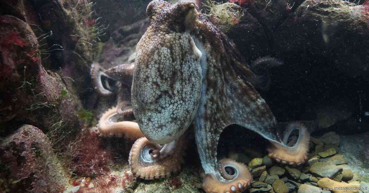 “C’è un’invasione di polpi mai vista prima. È un fenomeno senza precedenti, una minaccia”: gli scienziati lanciano l’allarme. Ecco perché sono così pericolosi