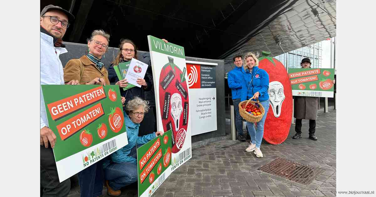Verzet tegen patent op klassieke veredeling laait weer op door ToBRFV