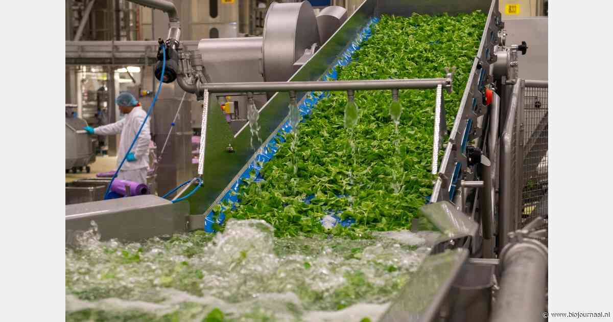 “Eenvoudige maaltijdsalades voorzien in een behoefte”
