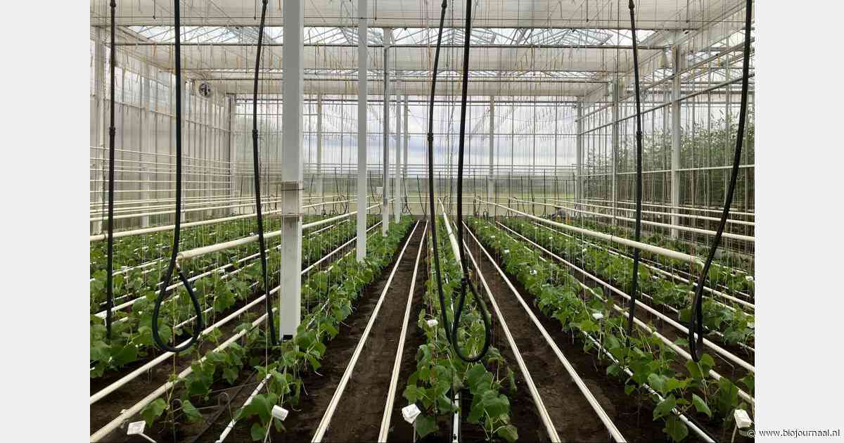 Naar een weerbaarder bio komkommergewas via bladtoepassingen