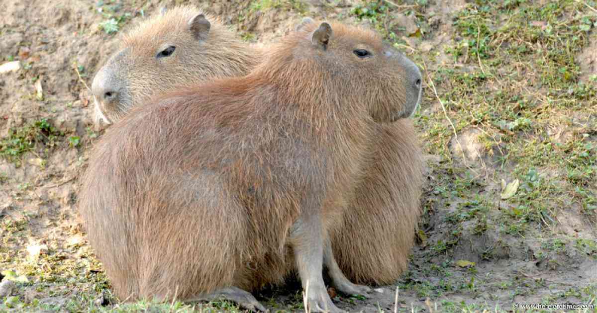 Capybara café to open its doors