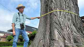 One of Toronto's oldest elm trees is on its last legs. Researchers are racing to re-grow copies