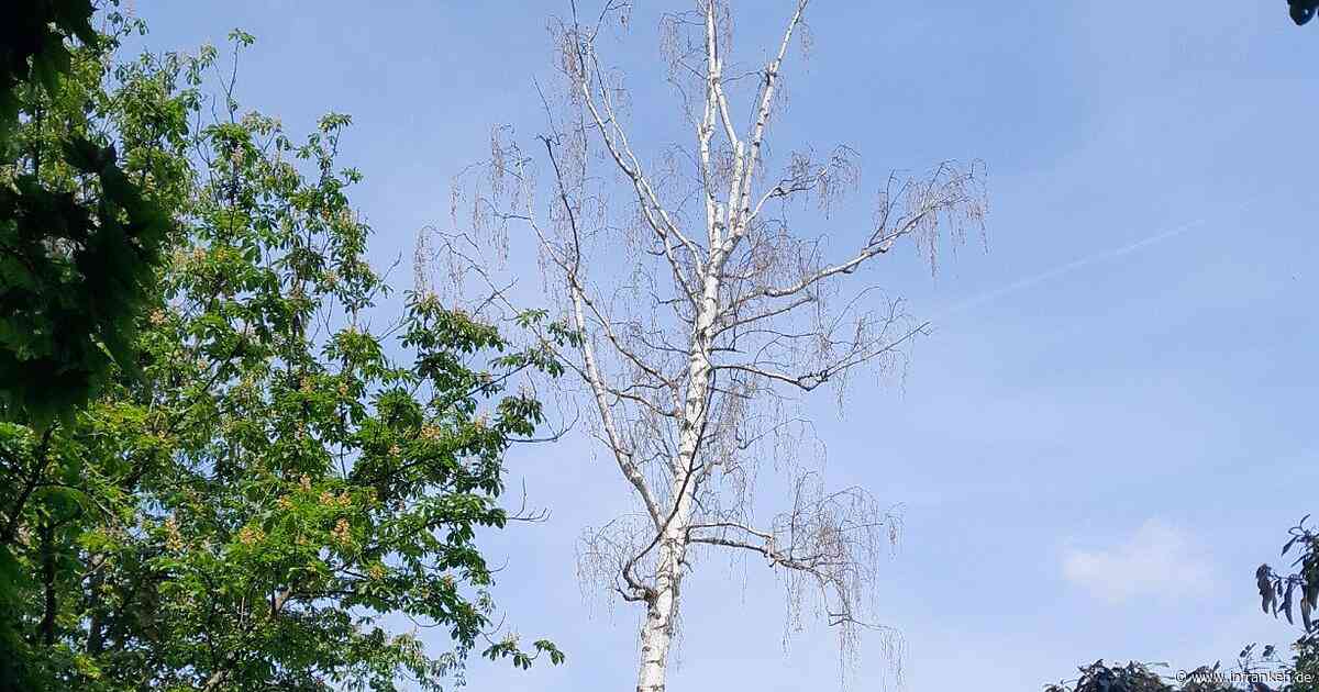 Baumarbeiten an Bamberger Landesgartenschauweg: Teilstück voll gesperrt