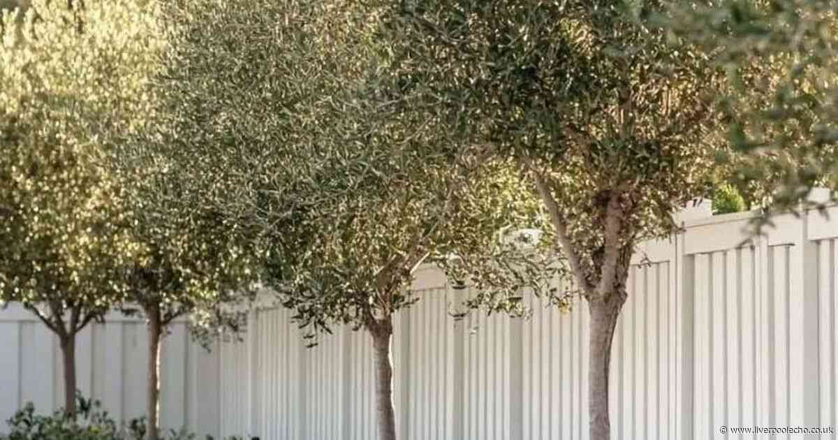 Save £250 on a giant Tuscan olive tree that will transform any patio into a Mediterranean haven