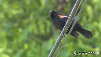 'Pretty evil birds' are dive-bombing pedestrians in Etobicoke, residents say