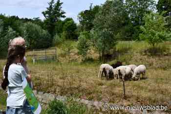 Grazende schapen zorgen voor rijke biodiversiteit in Alsembergse Beemd: “Én ze zijn geliefd bij schoolkinderen”