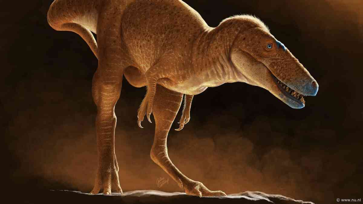 Nieuw ontdekte 'drakenprins' blijkt vroege voorouder Tyrannosaurus rex