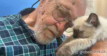 ‘Pure joy, the giggles, the laughter’: Kittens descend on B.C. ‘dementia village’