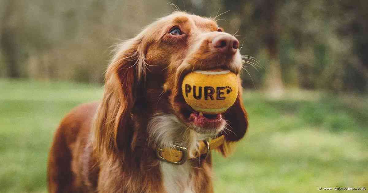 Dog owner told to 'prepare for worst' saw condition improve '100%' with 89p-per-day food