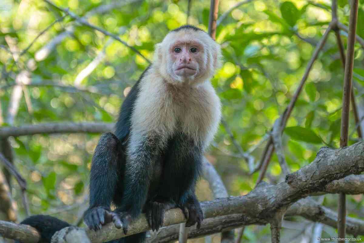 Monkey charity puts sanctuary up for sale amid financial struggles