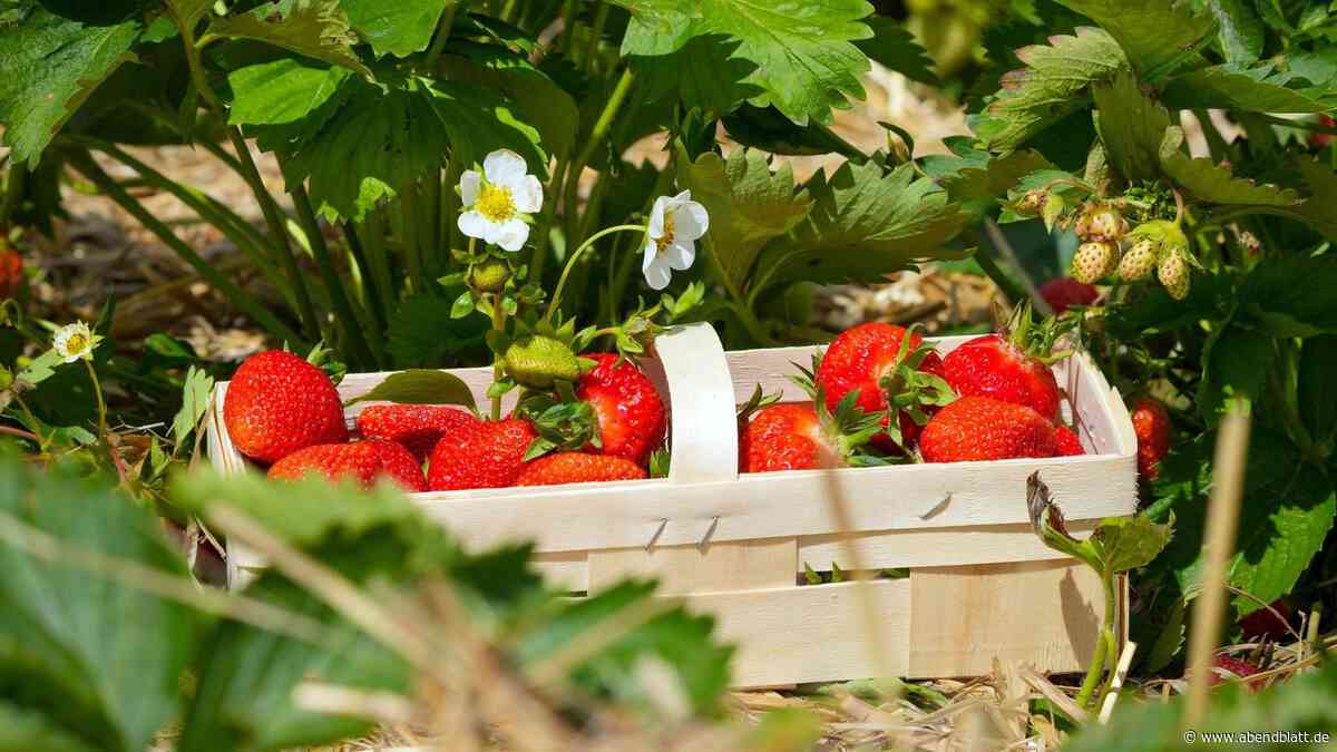 Auf diesen 9 Höfen können Sie südlich von Hamburg Erdbeeren pflücken