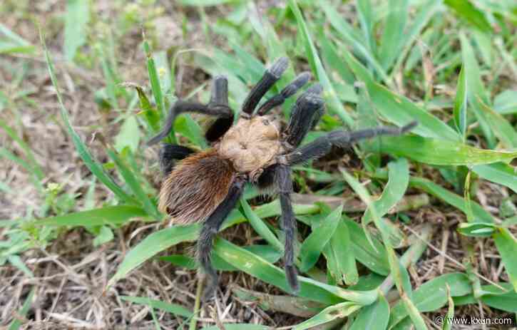 Tarantula seen crawling over Ring camera in northwest Austin