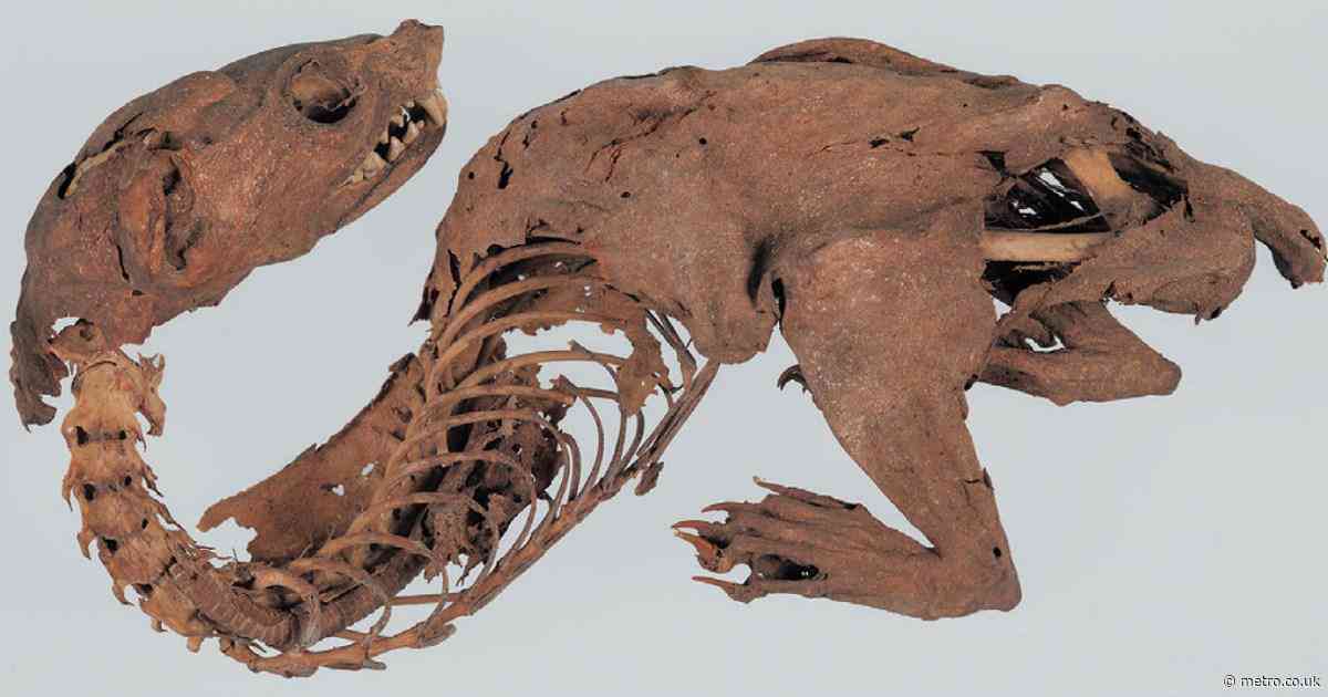 Mystery of 600-year-old Japanese mummified ‘dragon’ solved