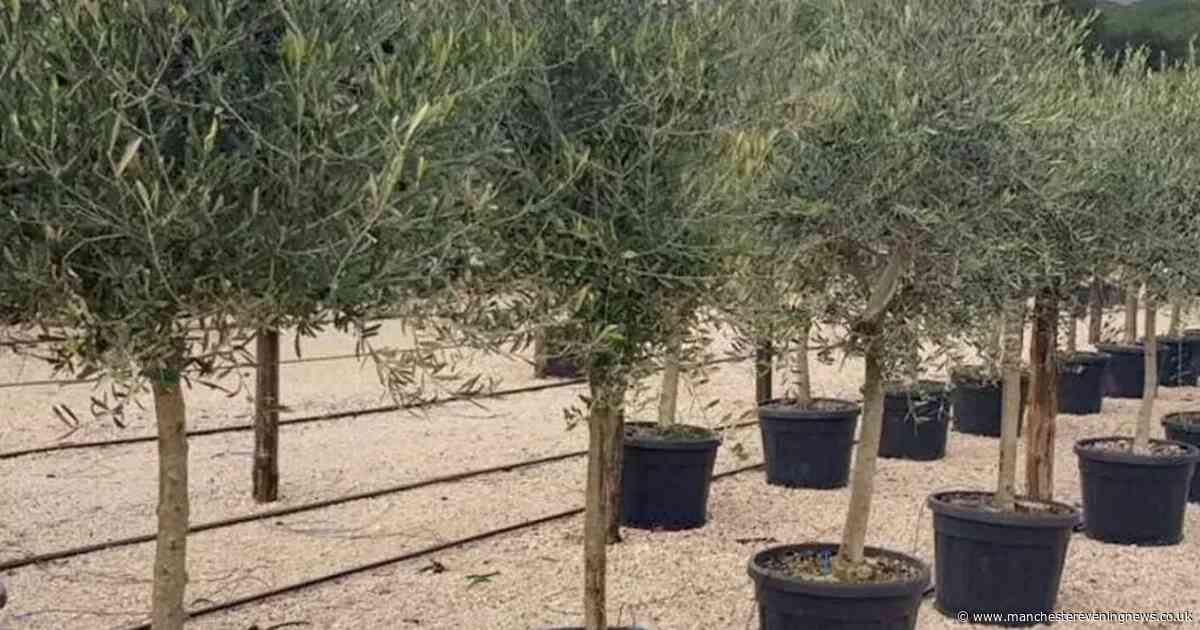 Gardeners save £250 on 'giant' Tuscan olive tree that transforms any patio into Mediterranean paradise