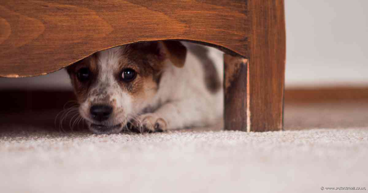 How to keep your dog calm during a storm and signs that mean they're scared