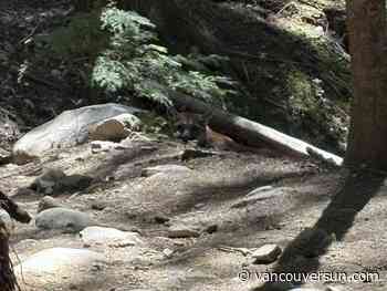 Hiker recalls 'terrifying' ordeal being stalked by cougars on popular Garibaldi trail