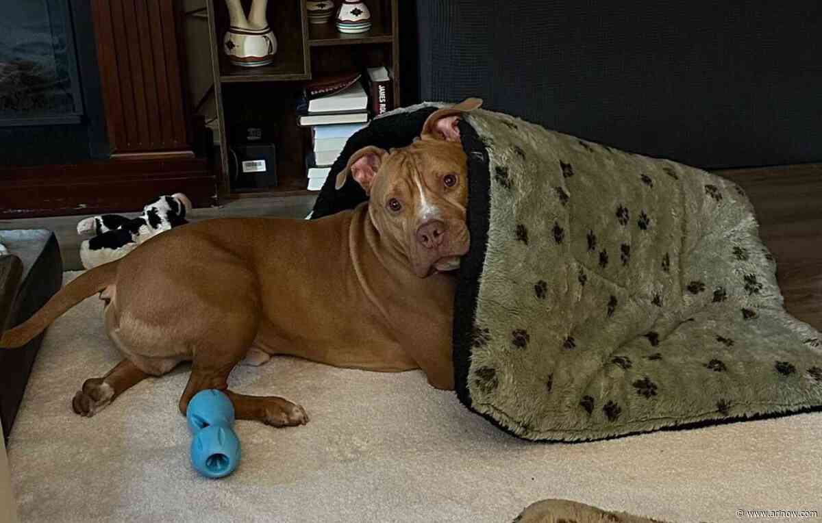 Adoptable Pet of the Week: Pickles McButterpants