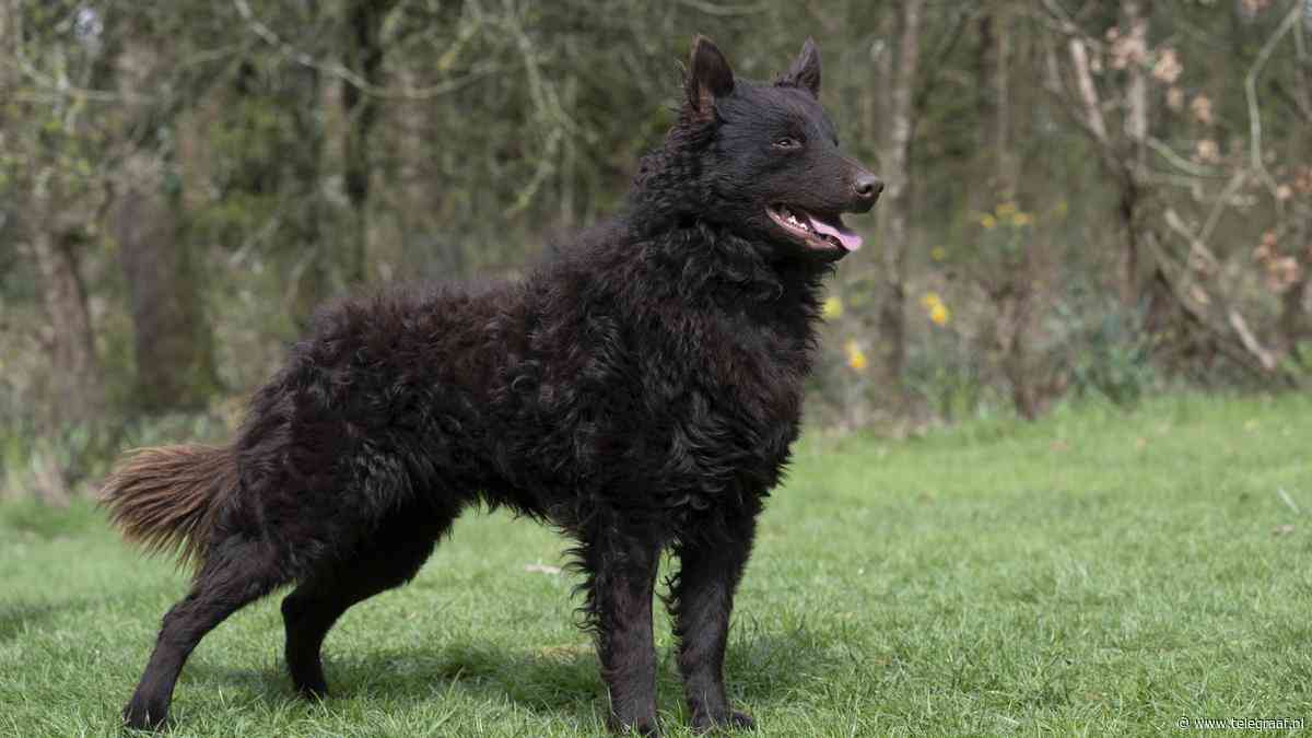 Hongaarse Mudi 225ste officiële hondenras: kenners strooien met superlatieven