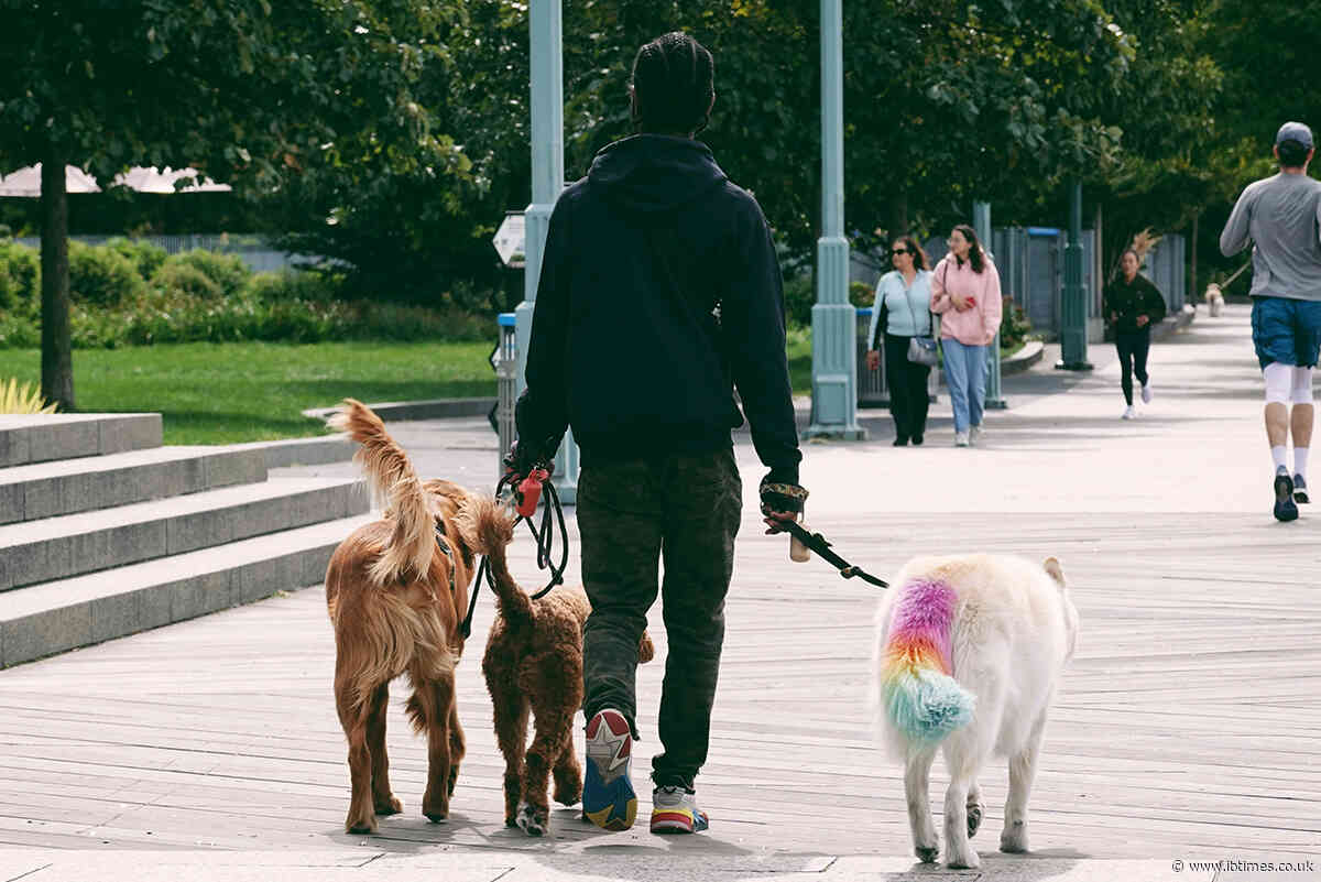 This Side Hustle Can Earn Six Figures: How To Turn Dog Walking Into A Full-Time Biz