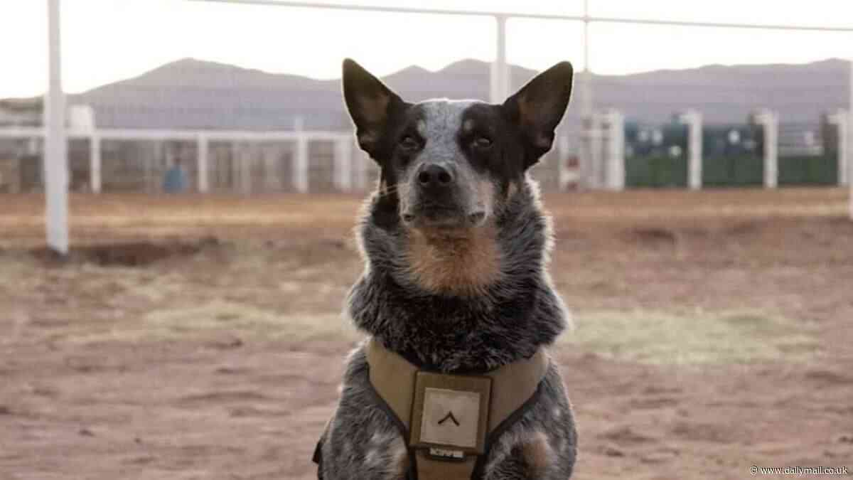 Trump military parade VIP guests include a dog named 'Doc Holliday' and his two mules