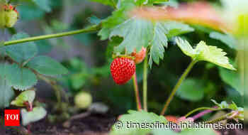 6 fast-growing fruits to plant now for a delicious summer treat