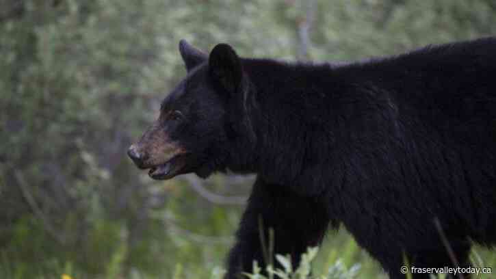 Police issue warning after two close wildlife encounters in Maple Ridge area